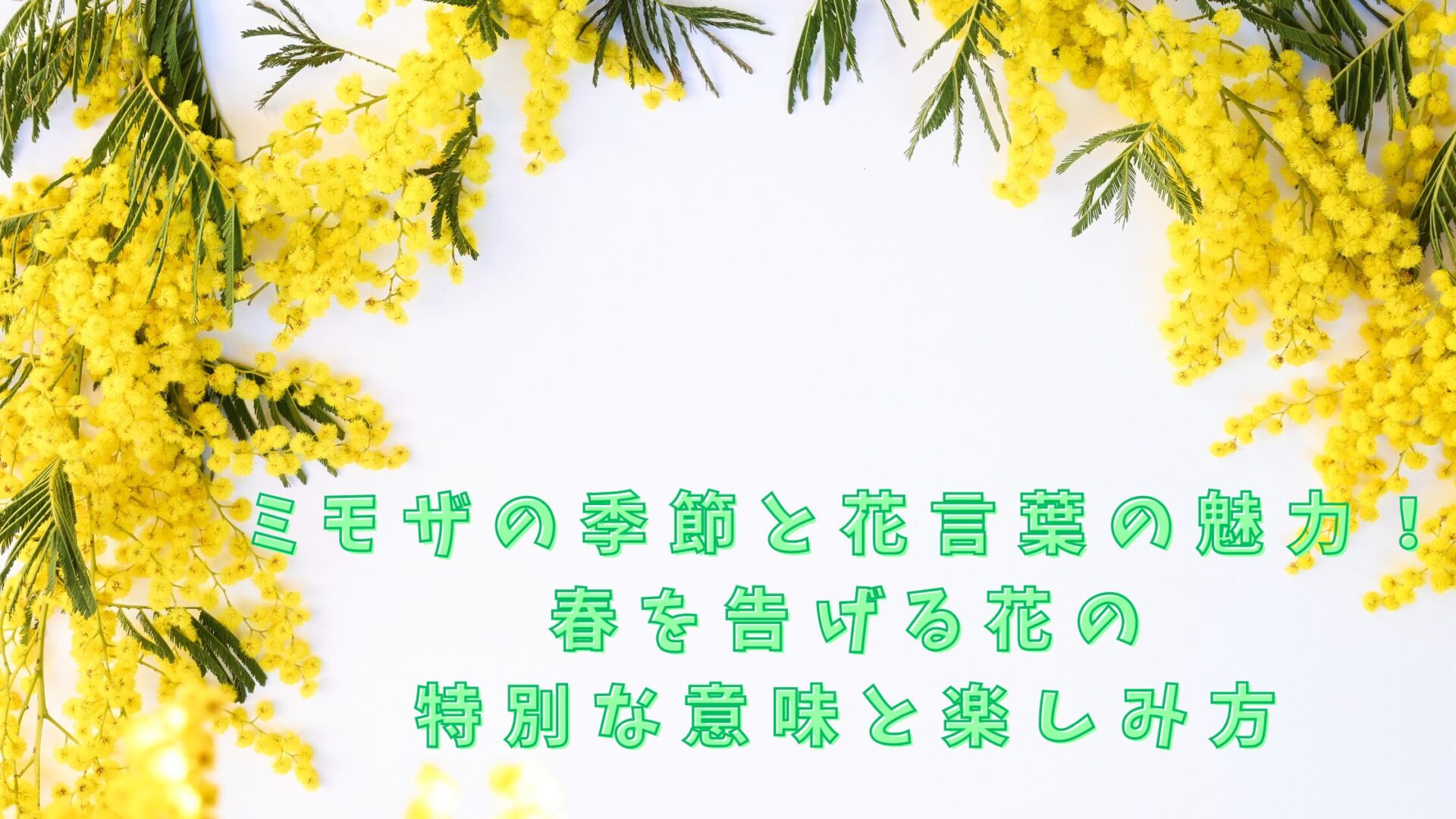 ミモザの季節と花言葉の魅力！春を告げる花の特別な意味と楽しみ方